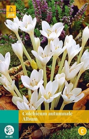 Colchicum autumnale Album 1st