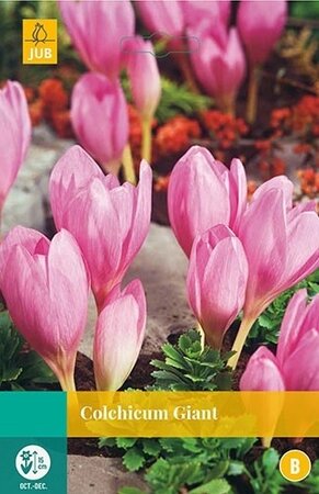 Colchicum Giant 1st