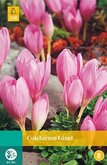 Colchicum Giant 1st