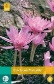 Colchicum Waterlily 1st