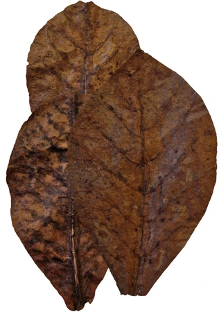 Colombo Catappa 10 Stuks - afbeelding 3