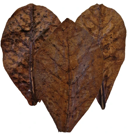 Colombo Catappa Nano 10 Stuks - afbeelding 3