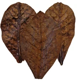 Colombo Catappa Nano 10 Stuks - afbeelding 3