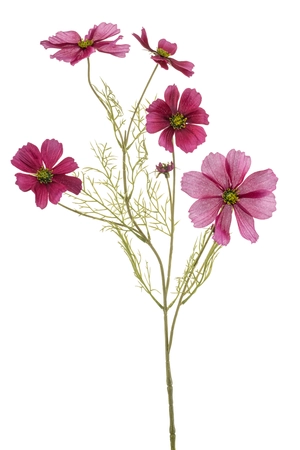 Cosmos spray beauty 75cm