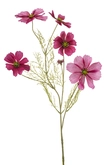 Cosmos spray beauty 75cm