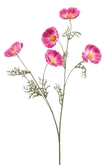 Cosmos spray pink 70cm