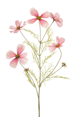 Cosmos spray pink 75cm