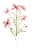 Cosmos spray pink 75cm