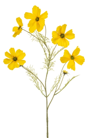 Cosmos spray yellow 75cm