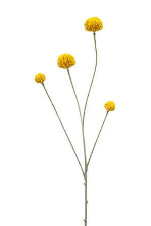 Craspedia spray yellow 68cm
