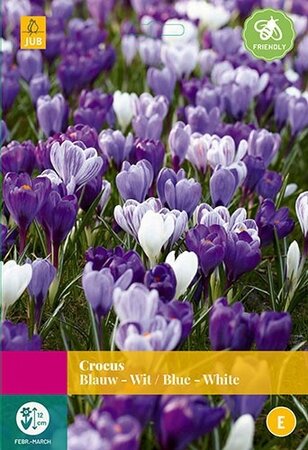 Crocus Blauw/Wit 30st