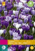 Crocus Blauw/Wit 30st