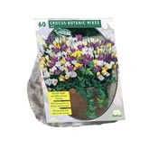Crocus Botanisch, Mix per 60