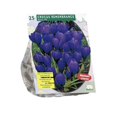 Crocus Grootbloemig, Blauw per 25