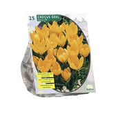 Crocus Grootbloemig, Geel per 25
