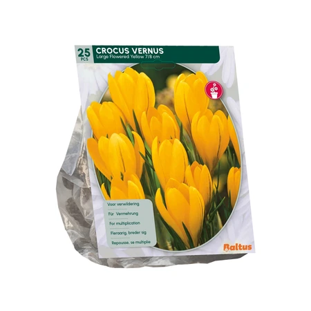 Crocus Grootbloemig, Geel per 25 - afbeelding 2