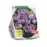 Crocus Grootbloemig, Gestreept per 25