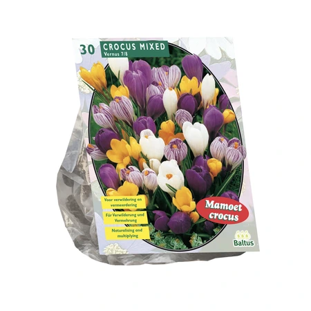 Crocus Grootbloemig, Mix per 30 - afbeelding 1