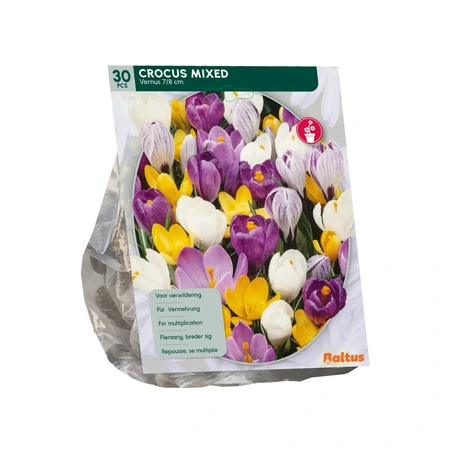 Crocus Grootbloemig, Mix per 30 - afbeelding 2