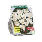 Crocus Grootbloemig, Wit per 25