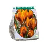 Crocus Orange Monarch per 20