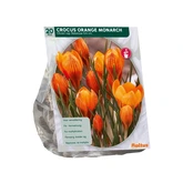 Crocus Orange Monarch per 20 - afbeelding 2