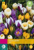 Crocus species Mix 50st