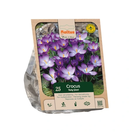 Crocus tommasinianus Ruby Giant per 25
