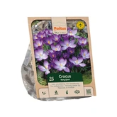 Crocus tommasinianus Ruby Giant per 25