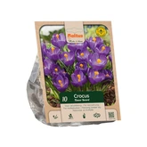 Crocus vernus Flower Record per 10