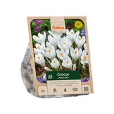 Crocus vernus Jeanne dArc per 10