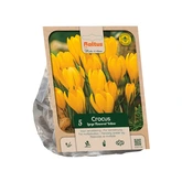 Crocus vernus Large Yellow per 5