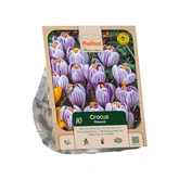 Crocus vernus Pickwick per 10