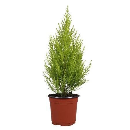 Cupressus