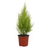 Cupressus