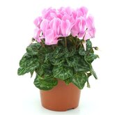 Cyclamen