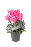 Cyclamen bush beauty 25cm in pot