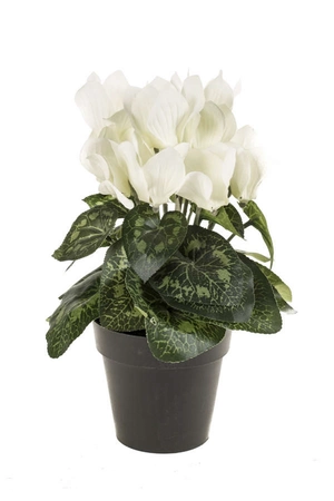 Cyclamen bush cream 25cm in pot