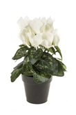 Cyclamen bush cream 25cm in pot
