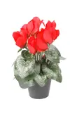 Cyclamen bush dep red 25cm in pot