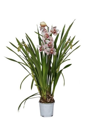 Cymbidium