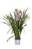 Cymbidium