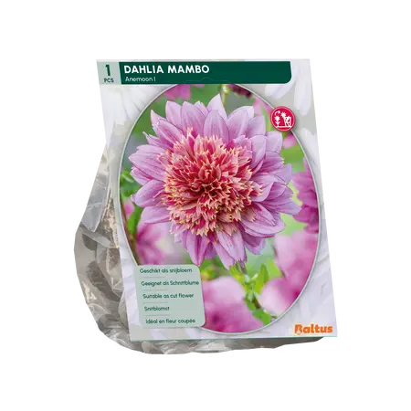 Dahlia Anemoon Mambo per 1