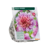 Dahlia Anemoon Mambo per 1