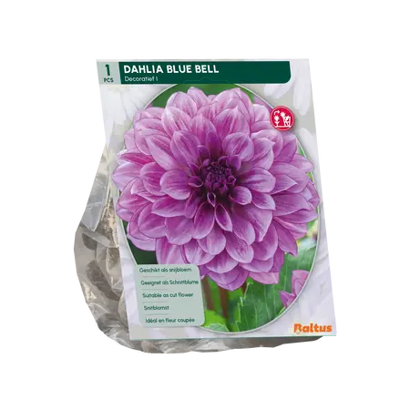 Dahlia Blue Bell per 1
