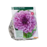Dahlia Blue Bell per 1