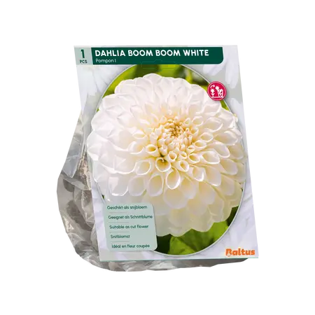 Dahlia Boom Boom White per 1