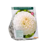 Dahlia Boom Boom White per 1