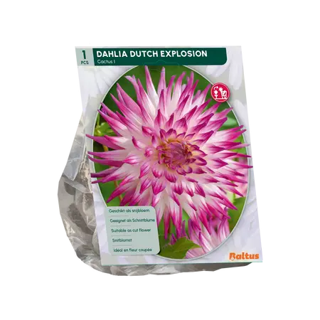 Dahlia Cactus Dutch Explosion per 1