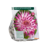 Dahlia Cactus Dutch Explosion per 1
